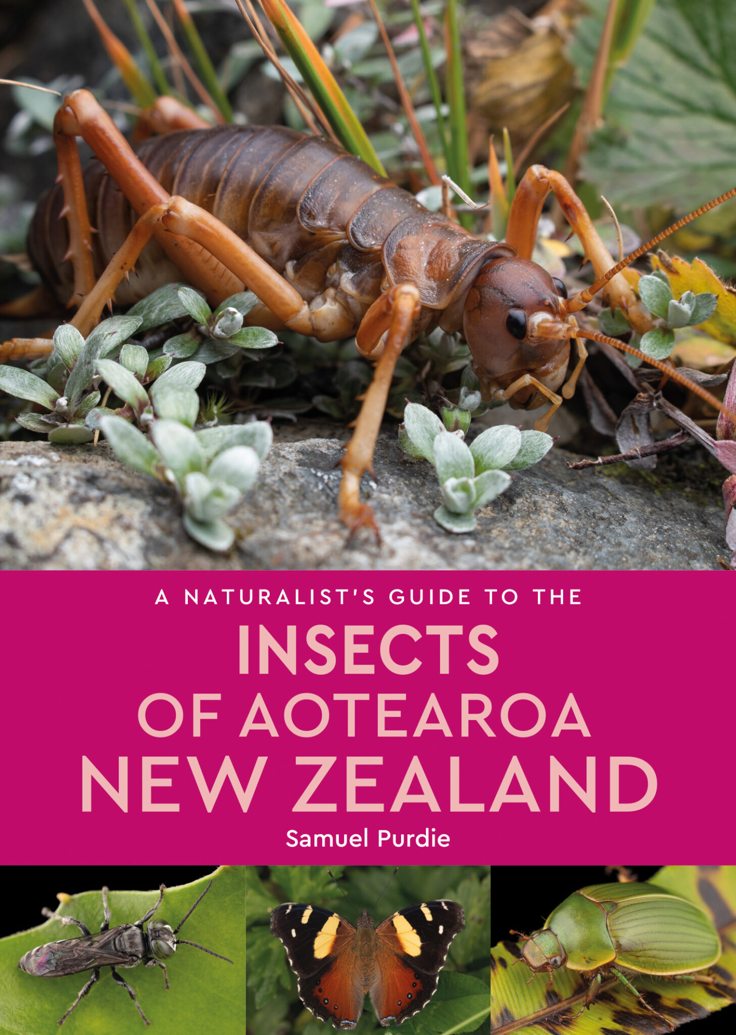 Nz Insect Identification A Naturalist's Guide to the Insects of New Zealand - JB Publishing